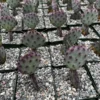 Opuntia Santa Rita Cactus Live Plant 3 inch Pot Purple Desert Cactus