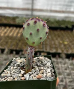 Opuntia Santa Rita Cactus Live Plant 3 inch Pot Purple Desert Cactus