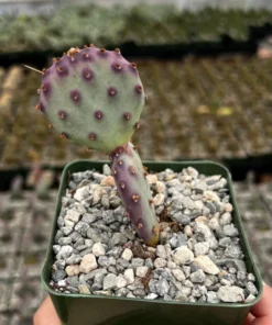 Opuntia Santa Rita Cactus Live Plant 3 inch Pot Purple Desert Cactus