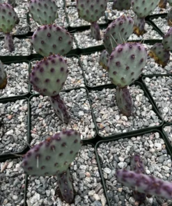 Opuntia Santa Rita Cactus Live Plant 3 inch Pot Purple Desert Cactus