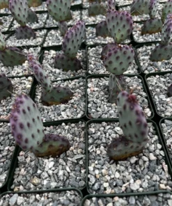 Opuntia Santa Rita Cactus Live Plant 3 inch Pot Purple Desert Cactus