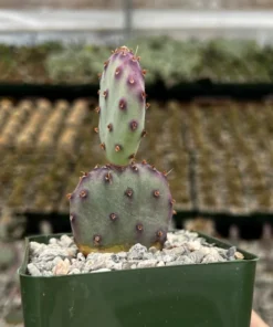 Opuntia Santa Rita Cactus Live Plant 3 inch Pot Purple Desert Cactus