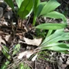 Organic 1-200 Wild Ramps (Allium Tricoccum) Bulbs - Bare Root Leek Bulbs for Planting | Premium Perennial
