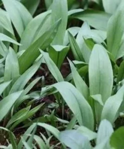Organic 1-200 Wild Ramps (Allium Tricoccum) Bulbs - Bare Root Leek Bulbs for Planting | Premium Perennial