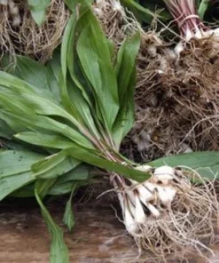 Organic 1-200 Wild Ramps (Allium Tricoccum) Bulbs - Bare Root Leek Bulbs for Planting | Premium Perennial