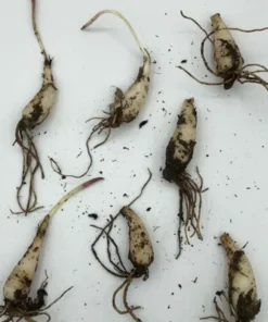 Organic 1-200 Wild Ramps (Allium Tricoccum) Bulbs - Bare Root Leek Bulbs for Planting | Premium Perennial