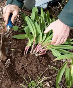 Organic 1-200 Wild Ramps (Allium Tricoccum) Bulbs - Bare Root Leek Bulbs for Planting | Premium Perennial