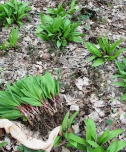 Organic 1-200 Wild Ramps (Allium Tricoccum) Bulbs - Bare Root Leek Bulbs for Planting | Premium Perennial