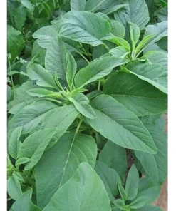 Organic Amaranth Seeds - Chinese Spinach Yin Cho Callaloo - 2500+ Seeds for Gardening