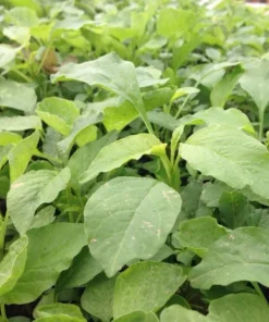 Organic Amaranth Seeds - Chinese Spinach Yin Cho Callaloo - 2500+ Seeds for Gardening