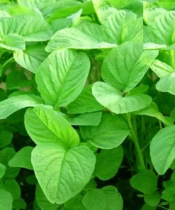 Organic Amaranth Seeds - Chinese Spinach Yin Cho Callaloo - 2500+ Seeds for Gardening