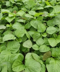 Organic Amaranth Seeds - Chinese Spinach Yin Cho Callaloo - 2500+ Seeds for Gardening