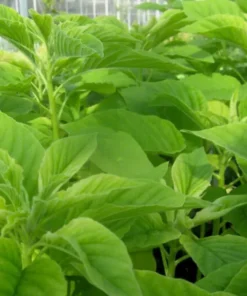 Organic Amaranth Seeds - Chinese Spinach Yin Cho Callaloo - 2500+ Seeds for Gardening