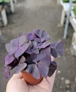 Oxalis Triangularis Plant - 2 Inches - Purple Shamrock - Indoor/Outdoor