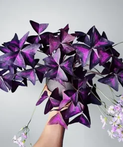 Oxalis Triangularis Plant - 2 Inches - Purple Shamrock - Indoor/Outdoor