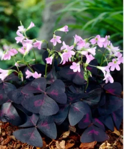 Oxalis Triangularis Plant - 4 Inches - Purple Shamrock - Indoor/Outdoor