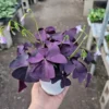 Oxalis Triangularis Plant - 4 Inches - Purple Shamrock - Indoor/Outdoor