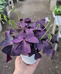 Oxalis Triangularis Plant - 4 Inches - Purple Shamrock - Indoor/Outdoor