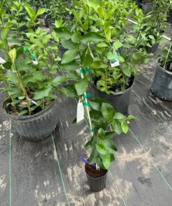 PERSIAN LIME TREE (Grafted) 3 Feet Tall.