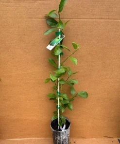 PERSIAN LIME TREE (Grafted) 3 Feet Tall.