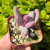 Pachysedum Ganzhou Pink Succulent 2" Pot Rare Plant