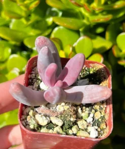 Pachysedum Ganzhou Pink Succulent 2" Pot Rare Plant