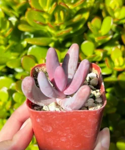 Pachysedum Ganzhou Pink Succulent 2