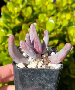 Pachysedum Ganzhou Pink Succulent 2