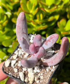 Pachysedum Ganzhou Pink Succulent 2