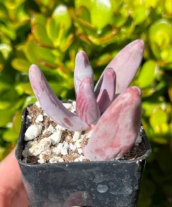 Pachysedum Ganzhou Pink Succulent 2