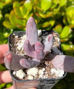 Pachysedum Ganzhou Pink Succulent 2