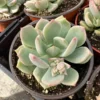 Pachyveria Draco Pink Succulent Live Plant 4'' Pot - Drought Tolerant
