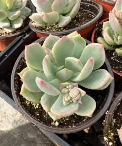 Pachyveria Draco Pink Succulent Live Plant 4'' Pot - Drought Tolerant