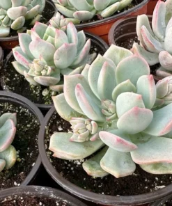 Pachyveria Draco Pink Succulent Live Plant 4'' Pot - Drought Tolerant