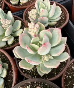 Pachyveria Draco Pink Succulent Live Plant 4'' Pot - Drought Tolerant