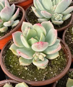 Pachyveria Draco Pink Succulent Live Plant 4'' Pot - Drought Tolerant