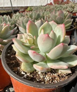 Pachyveria Draco Pink Succulent Live Plant 4'' Pot - Drought Tolerant