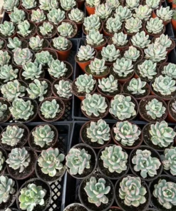 Pachyveria Draco Pink Succulent Live Plant 4'' Pot - Drought Tolerant