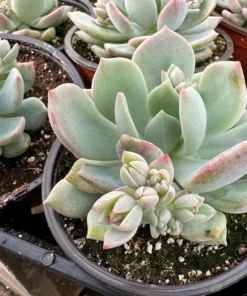 Pachyveria Draco Pink Succulent Live Plant 4'' Pot - Drought Tolerant