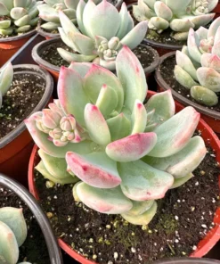 Pachyveria Draco Pink Succulent Live Plant 4'' Pot - Drought Tolerant