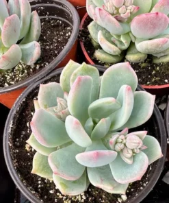 Pachyveria Draco Pink Succulent Live Plant 4'' Pot - Drought Tolerant