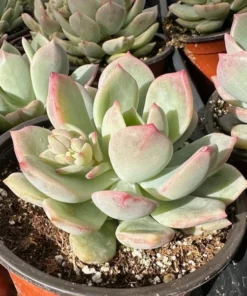 Pachyveria Draco Pink Succulent Live Plant 4'' Pot - Drought Tolerant