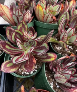 Painted Echeveria (Echeveria Nodulosa) Succulent 4" Pot Colorful