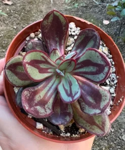 Painted Echeveria (Echeveria Nodulosa) Succulent 4