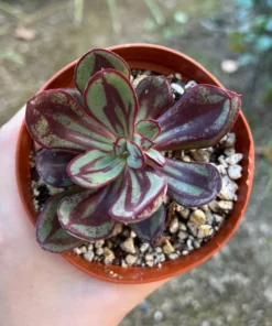 Painted Echeveria (Echeveria Nodulosa) Succulent 4