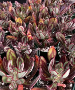 Painted Echeveria (Echeveria Nodulosa) Succulent 4