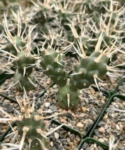 Paper Spine Cactus 3" Pot - Tephrocactus Articulatus - Rare Cactus