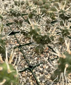 Paper Spine Cactus 3