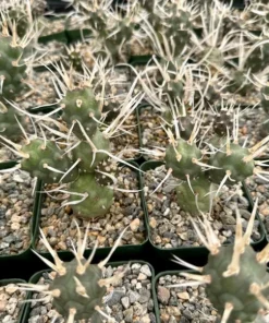 Paper Spine Cactus 3