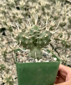 Paper Spine Cactus 3